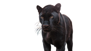 Black Panther On Car Vinyl Car Decal Sticker – Waterproof & UV-Resistant 8"