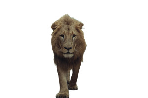 Egyptian Lion Vinyl Car Decal Sticker – Waterproof & UV-Resistant 8" Egyptian Lion Vinyl Car Decal Sticker – Waterproof & UV-Resistant 8"