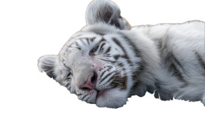 Wounded Tiger Cub Vinyl Car Decal Sticker – Waterproof & UV-Resistant 8"