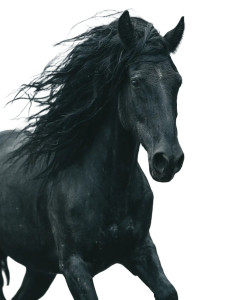 Wild Horse Storm Vinyl Car Decal Sticker – Waterproof & UV-Resistant 8"