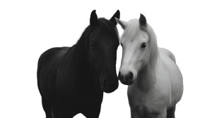 Horses Embracing V2 Vinyl Car Decal Sticker – Waterproof & UV-Resistant 8" Horses Embracing V2 Vinyl Car Decal Sticker – Waterproof & UV-Resistant 8"