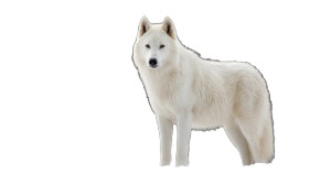 White Direwolf Snow Vinyl Car Decal Sticker – Waterproof & UV-Resistant 8" White Direwolf Snow Vinyl Car Decal Sticker – Waterproof & UV-Resistant 8"