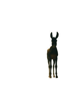 Donkey Woman Vinyl Car Decal Sticker – Waterproof & UV-Resistant 8"