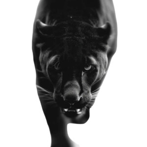 Black Leopard Portrait V2 Vinyl Car Decal Sticker – Waterproof & UV-Resistant 8"
