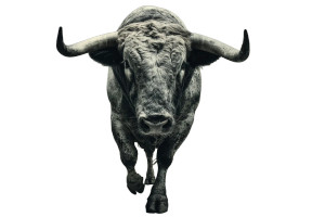 Spanish Fighting Bulls Vinyl Car Decal Sticker – Waterproof & UV-Resistant 8"