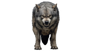 Genetically Enhanced Wolf Vinyl Car Decal Sticker – Waterproof & UV-Resistant 8"