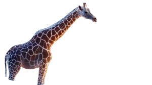 Glowing Particle Giraffe Vinyl Car Decal Sticker – Waterproof & UV-Resistant 8"