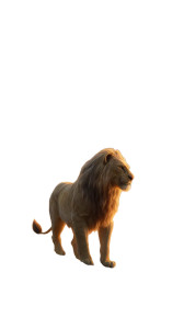 Heartbroken Lion Vinyl Car Decal Sticker – Waterproof & UV-Resistant 8" Heartbroken Lion Vinyl Car Decal Sticker – Waterproof & UV-Resistant 8"