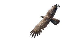 Majestic Eagle Soaring Vinyl Car Decal Sticker – Waterproof & UV-Resistant 8" Majestic Eagle Soaring Vinyl Car Decal Sticker – Waterproof & UV-Resistant 8"