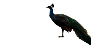 Majestic Peacock Close-Up Vinyl Car Decal Sticker – Waterproof & UV-Resistant 8"