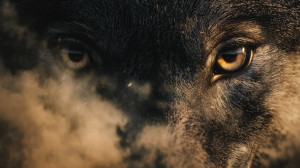 Wolf'S Intense Gaze Vinyl Car Decal Sticker – Waterproof & UV-Resistant 8"