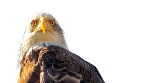 Eagle Close Up Vinyl Car Decal Sticker – Waterproof & UV-Resistant 8"