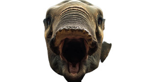 Elephant Mouth View Vinyl Car Decal Sticker – Waterproof & UV-Resistant 8"