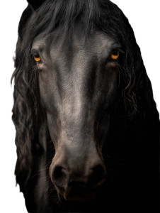 Black Horse Close-Up Vinyl Car Decal Sticker – Waterproof & UV-Resistant 8"