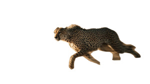 Sprinting Cheetah V3 Vinyl Car Decal Sticker – Waterproof & UV-Resistant 8"