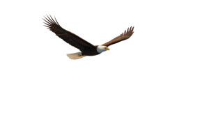 Majestic Eagle Soaring V2 Vinyl Car Decal Sticker – Waterproof & UV-Resistant 8"