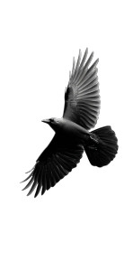 Silhouette Raven Flying Vinyl Car Decal Sticker – Waterproof & UV-Resistant 8" Silhouette Raven Flying Vinyl Car Decal Sticker – Waterproof & UV-Resistant 8"