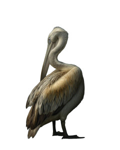 Serene Pelican Vinyl Car Decal Sticker – Waterproof & UV-Resistant 8"