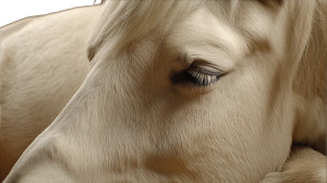 Serene Horse Eye Vinyl Car Decal Sticker – Waterproof & UV-Resistant 8"