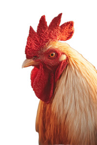 Majestic Rooster Portrait Vinyl Car Decal Sticker – Waterproof & UV-Resistant 8" Majestic Rooster Portrait Vinyl Car Decal Sticker – Waterproof & UV-Resistant 8"