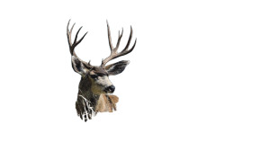 Tornado Deer Painting Vinyl Car Decal Sticker – Waterproof & UV-Resistant 8" Tornado Deer Painting Vinyl Car Decal Sticker – Waterproof & UV-Resistant 8"