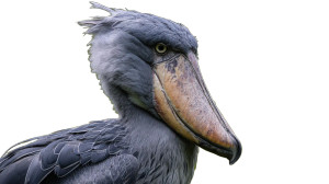 Shoebill Portrait Vinyl Car Decal Sticker – Waterproof & UV-Resistant 8"