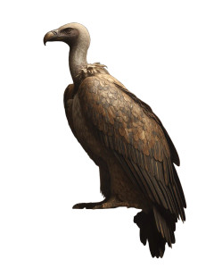 Majestic Vulture Vinyl Car Decal Sticker – Waterproof & UV-Resistant 8" Majestic Vulture Vinyl Car Decal Sticker – Waterproof & UV-Resistant 8"