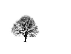 Lone Foggy Tree Vinyl Car Decal Sticker – Waterproof & UV-Resistant 8" Lone Foggy Tree Vinyl Car Decal Sticker – Waterproof & UV-Resistant 8"