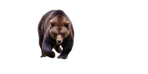 Brown Bear V2 Vinyl Car Decal Sticker – Waterproof & UV-Resistant 