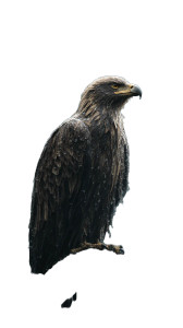 Majestic Storm Eagle Vinyl Car Decal Sticker – Waterproof & UV-Resistant Majestic Storm Eagle Vinyl Car Decal Sticker – Waterproof & UV-Resistant