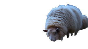 Sheep Grazing Night Vinyl Car Decal Sticker – Waterproof & UV-Resistant 8"