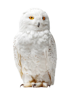 Snowy Owl Vinyl Car Decal Sticker – Waterproof & UV-Resistant 8" Snowy Owl Vinyl Car Decal Sticker – Waterproof & UV-Resistant 8"