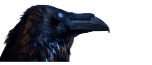 Raven'S Cinematic Gaze Vinyl Car Decal Sticker – Waterproof & UV-Resistant 8"