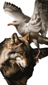 Giant Seagull Vs Wolf Vinyl Car Decal Sticker – Waterproof & UV-Resistant 8"