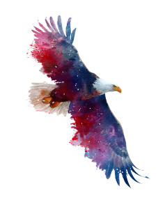 Bald Eagle Flight Vinyl Car Decal Sticker – Waterproof & UV-Resistant 8" Bald Eagle Flight Vinyl Car Decal Sticker – Waterproof & UV-Resistant 8"