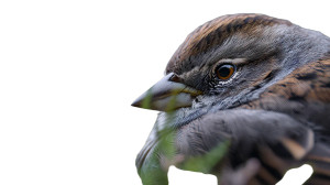 Wild Bird Portrait Vinyl Car Decal Sticker – Waterproof & UV-Resistant 8"