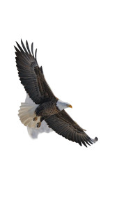 Rainbow Eagle Soaring Vinyl Car Decal Sticker – Waterproof & UV-Resistant 8"