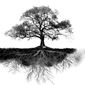 Oak Tree Roots Vinyl Car Decal Sticker – Waterproof & UV-Resistant 8" Oak Tree Roots Vinyl Car Decal Sticker – Waterproof & UV-Resistant 8"