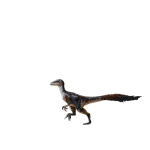 Feathered Velociraptor Stalks Vinyl Car Decal Sticker – Waterproof & UV-Resistant 8"