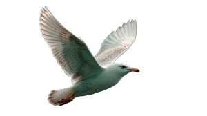 White Seagull Flying Vinyl Car Decal Sticker – Waterproof & UV-Resistant 8"