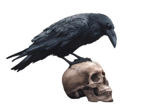 Raven On Skull Vinyl Car Decal Sticker – Waterproof & UV-Resistant 8" Raven On Skull Vinyl Car Decal Sticker – Waterproof & UV-Resistant 8"