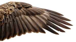 Eagle Wing Closeup Vinyl Car Decal Sticker – Waterproof & UV-Resistant 8"