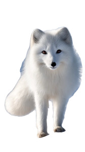 Arctic Fox Joy Vinyl Car Decal Sticker – Waterproof & UV-Resistant 8"