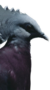 Exotic Purple Bird Vinyl Car Decal Sticker – Waterproof & UV-Resistant 8"