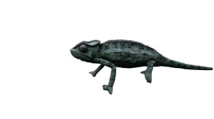 Camouflaged Chameleon Close-Up Vinyl Car Decal Sticker – Waterproof & UV-Resistant 8" Camouflaged Chameleon Close-Up Vinyl Car Decal Sticker – Waterproof & UV-Resistant 8"