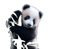 Baby Panda Climbing Vinyl Car Decal Sticker – Waterproof & UV-Resistant 8" Baby Panda Climbing Vinyl Car Decal Sticker – Waterproof & UV-Resistant 8"