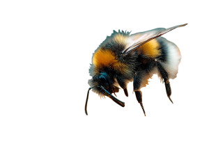 Bumblebee In Flower Vinyl Car Decal Sticker – Waterproof & UV-Resistant 8"