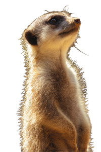 Golden Meerkat Close-Up Vinyl Car Decal Sticker – Waterproof & UV-Resistant 8"