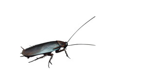 Dirty Cockroach Close-Up Vinyl Car Decal Sticker – Waterproof & UV-Resistant 8"