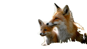 Fox Family Moment Vinyl Car Decal Sticker – Waterproof & UV-Resistant 8" Fox Family Moment Vinyl Car Decal Sticker – Waterproof & UV-Resistant 8"